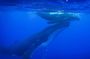 Respectful whale excursion to Tahiti in 4h30