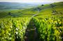 Excursion to the Champagne region and Wine Tasting