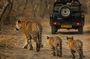 Jaipur to Ranthambore 2 Day Wildlife Safari Tour