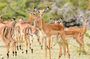 Safari Game Drive & Rhino Walks In The Mosi-oa-Tunya National Park