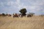 Hell's Gate with Cycling, Rock Climbing & Horseback Safari