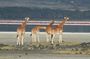 Lake Elementaita Guided Flamingoes Day Tour from Nairobi
