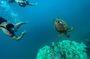 A Turtle Tour on Rarotonga - small groups, premium experience