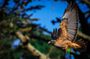 Golden Gate Park Wildlife Walking Tour