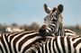 Tarangire National Park Day Tour