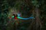 El Quetzal Birdwatching Tour from Cobán:Guatemala's National Bird
