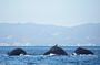 Humpback whale watching south of Puerto Vallarta
