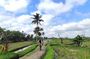 Ubud eBikes Tour to Tegallalang Rice Terrace