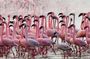Private Day Tour to Lake Baringo from Nairobi