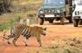 Incredible Wildlife Safari