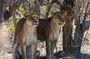 7-Day Mababe, Moremi & Okavango Safari from Maun