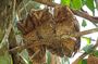 1 Day Arabuko Sokoke forest (Cost Based on Minimum 2 persons)