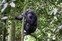 2 Days Private Chimpanzee Tracking and Canopy Walk in Nyungwe NP
