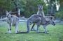 Wallabies & Wine - Hunter Valley Adventure