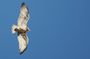 Birdwatching in Ronda and Grazalema