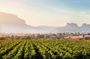 Full-Day Private Wine Tour at Sula Vineyards from Mumbai