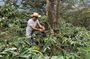 Coffee Farm and Salento Walking Tour