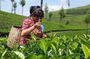 Munnar Tea Trail Tour with Factory Experience ( By Munnar Info)