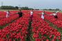 Amsterdam: Day trip to Tulip Farm, Keukenhof + Windmill Cruise