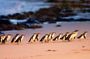 From Phillip Island: Wine and Wildlife Tour with Penguin Parade