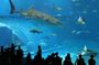 Aquario Tour - Rio de Janeiro