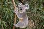 Luxury 6 Hours Private Brisbane Tour See the City Top Highlights
