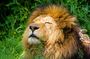 Krakow: Zoo with Hotel Transfer