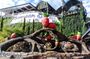Cameron Highlands Day Trip From Kuala Lumpur