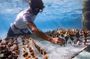 Moorea Coral Planting Eco Tour Restore the Reef