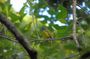 Bird Watching Tours in Sinharaja Rain Forest