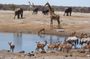 Experience Etosha, Brandberg &Twyfelfontein with a Taste of the Coast of Namibia