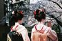 Kyoto Spring Evening (Cherry Blossom) Food Tour