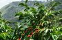 Blue Mountain Coffee and Sightseeing Tour