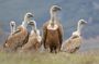 Private Nature & Wildlife Expedition