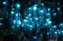 Gold Coast Daytime Scenic Rim Glow Worm Tour + Hop on Hop off Bus