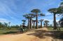 Morondava Day Tour to Kirindy Park and Baobab Avenue