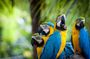Classic Peru with Amazon jungle Travel Package