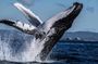 Small Group Whale Watching Adventure from the Centre of Byron Bay