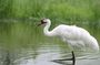 Private Day-Trip to Bharatpur Bird Sanctuary from Agra