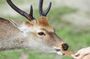 Nara: Must see attractions tour with English Speaking Guide