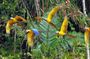 Rainforest Peru 3 days tour