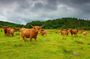 Highlights of Scotland Private Day Tour from Glasgow