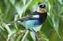 Birding Metropolitan Natural Park