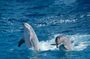 Overnight Snorkeling Trip At Satayh Dolphin Reef From Marsa alam
