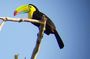 Ancon Hill Walking Tour: Sloths, Wildlife & Panama City Views