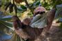 West Bay Beach Break / Monkey and Sloth Sanctuary