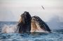 Whale Watching Tour Sunset