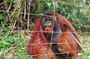Private Tour: Ipoh Secrets Taiping Heritage & Orang Utan Island