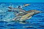 Dolphin Tour, Monkey Tour, Secret Garden, Stone Town, Salaam Cave