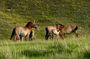 1 Day Tour: Khustai National Park
